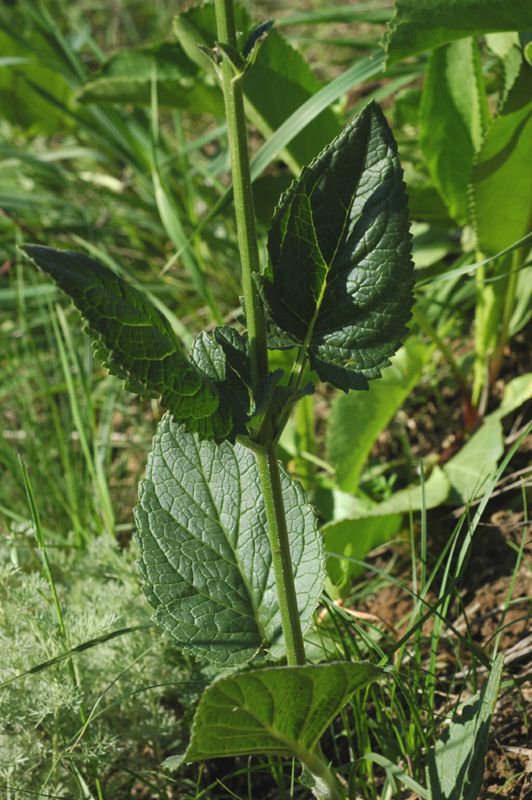 Изображение особи Scrophularia heucheriiflora.