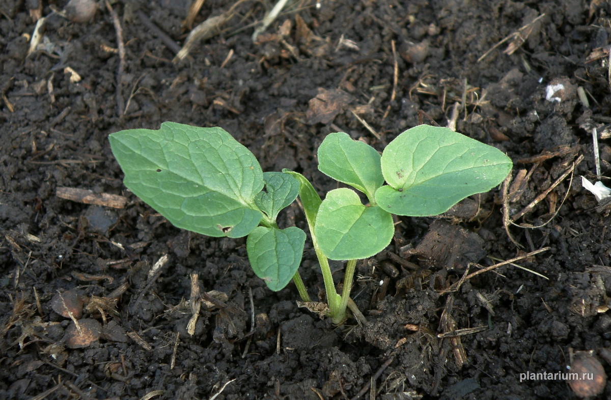 Image of Valeriana wolgensis specimen.