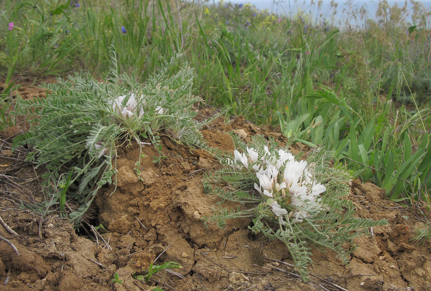 Image of Astragalus dolichophyllus specimen.