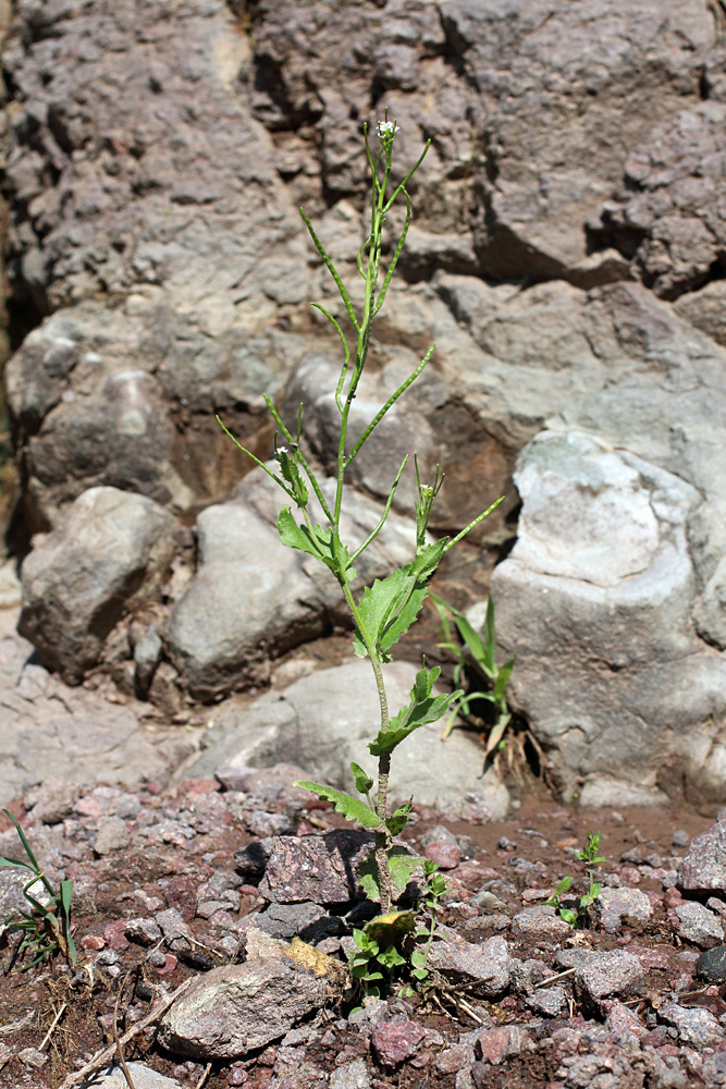 Image of Arabis auriculata specimen.