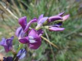 Oxytropis coerulea. Соцветие. Иркутская обл., Ольхонский р-н, побережье Малого Моря (оз. Байкал), окр. мыса Улан-Хан, опушка леса, у дороги. 11.07.2015.