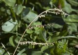 Echinochloa crus-galli