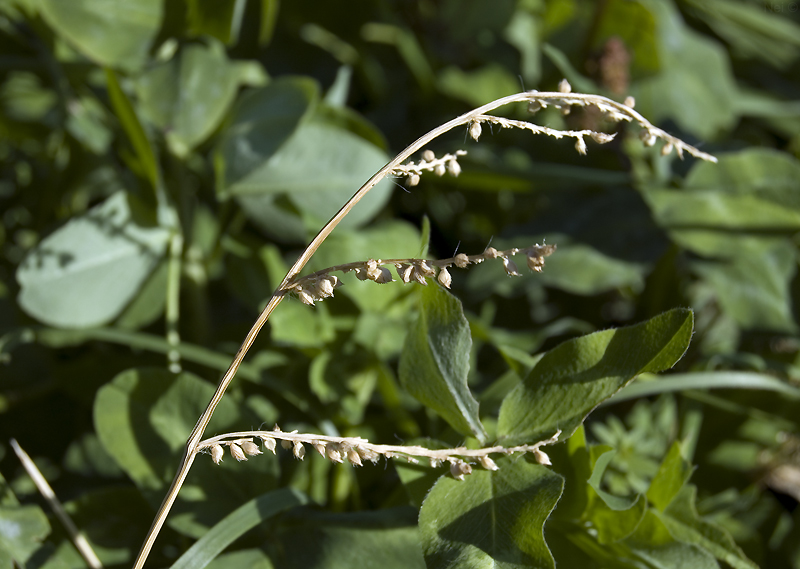 Изображение особи Echinochloa crus-galli.