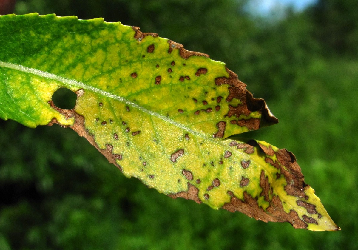 Image of Salix triandra specimen.