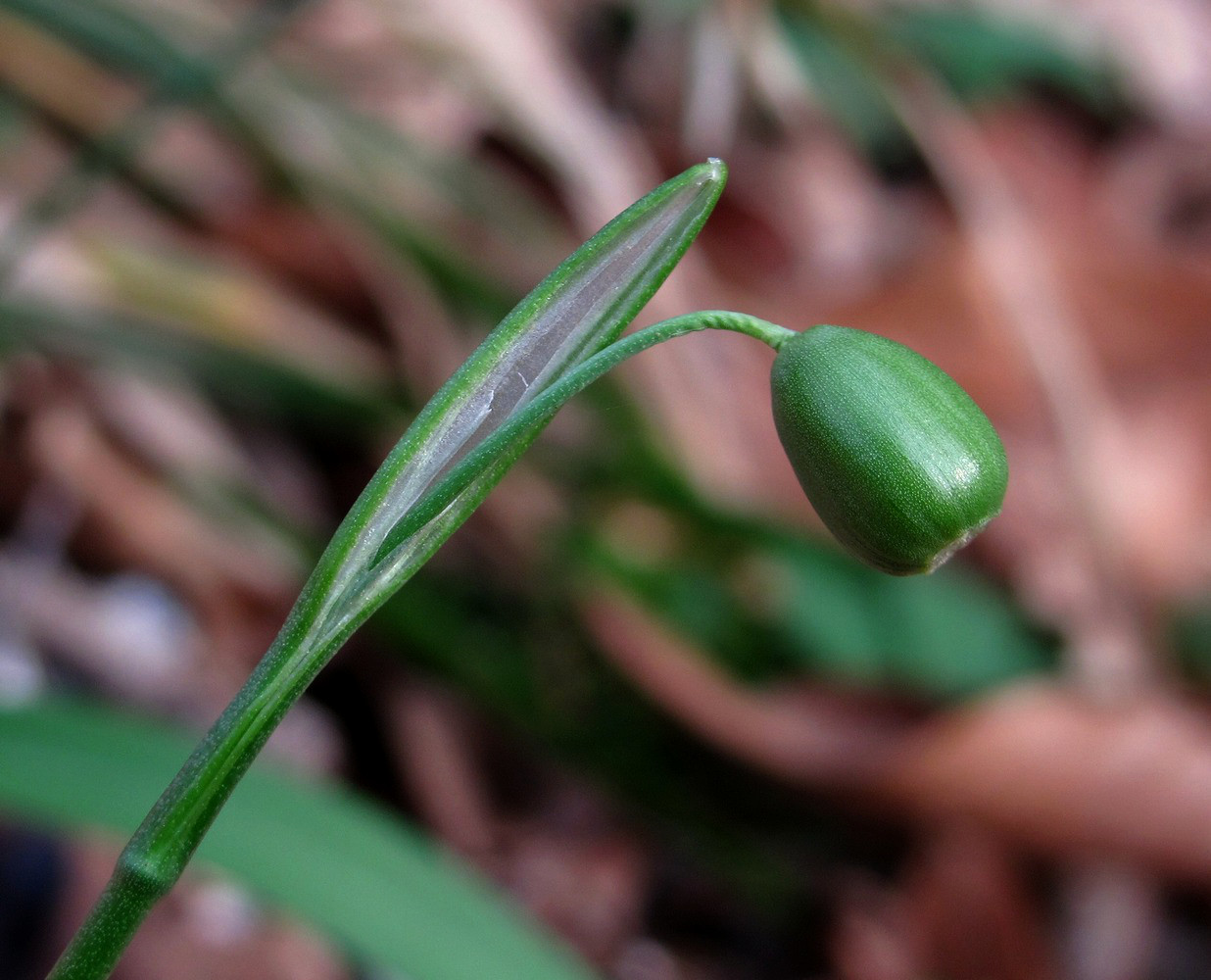 Изображение особи Galanthus rizehensis.