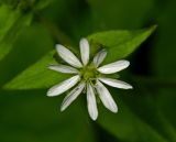 Myosoton aquaticum