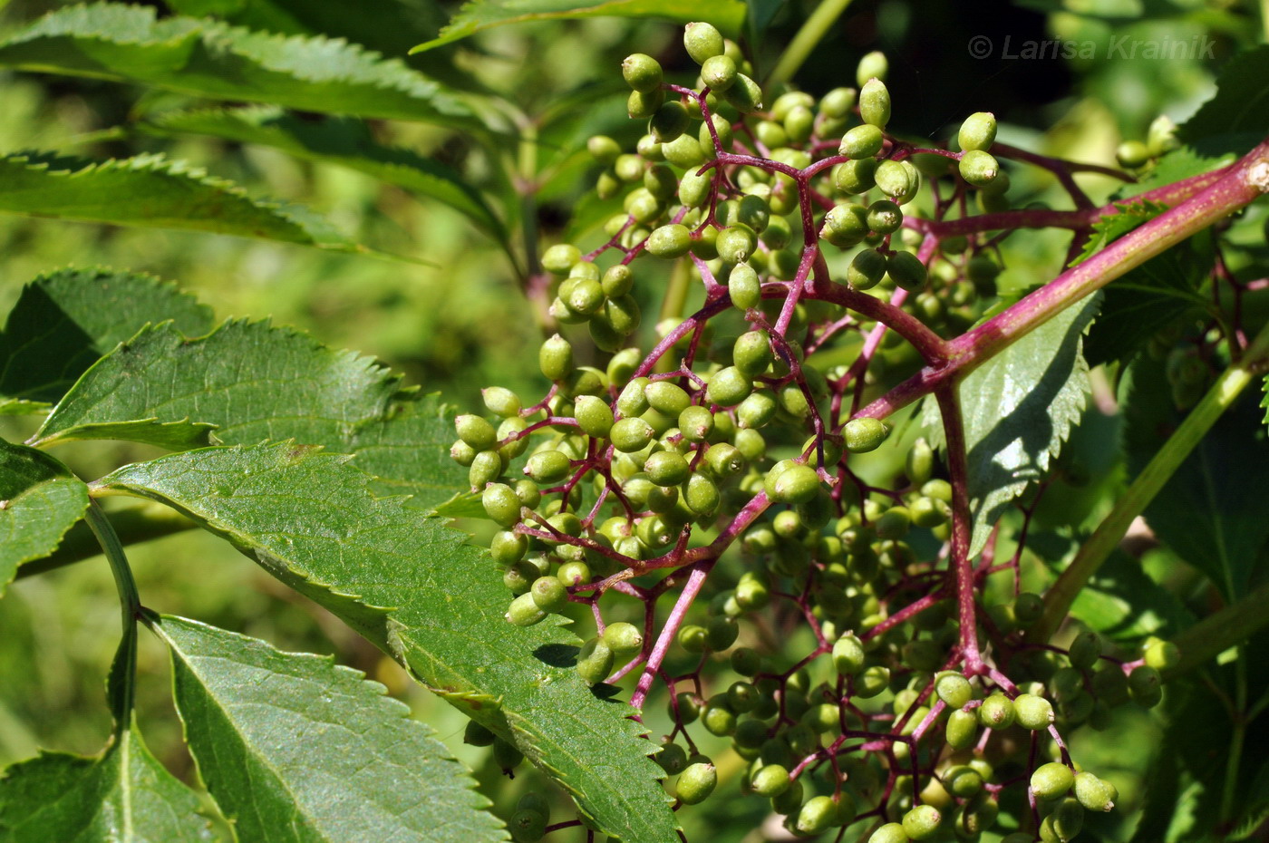 Изображение особи Sambucus williamsii.