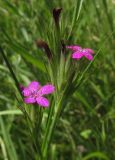 Dianthus armeria. Соцветия. Крым, гора Чатырдаг, южный склон верхнего плато, поляна в буковом лесу. 12 июля 2015 г.