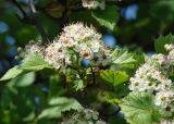 Crataegus sanguinea. Соцветия и листья. Иркутская обл., Иркутский р-н, окр. устья р. Иркут. 24.05.2014.