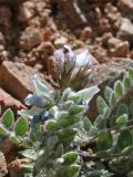 Oxytropis sewerzowii