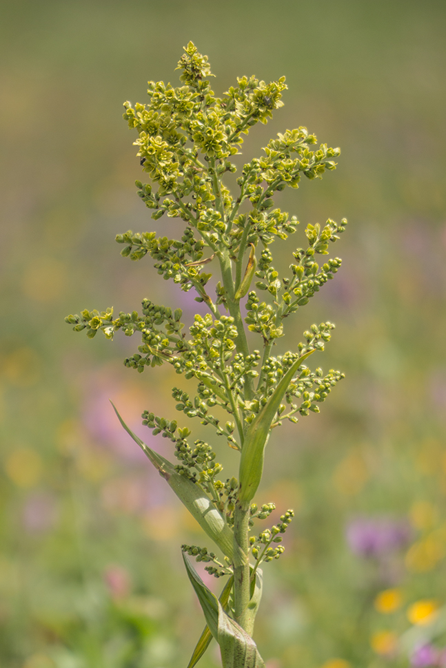 Image of Veratrum lobelianum specimen.