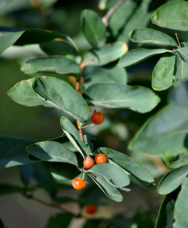 Изображение особи Lonicera tatarica.