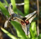 Iris setosa. Раскрывшийся плод. Якутия, Хангаласский улус, долина р. Синей. Июль 2013 г.