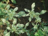 Amaranthus blitoides