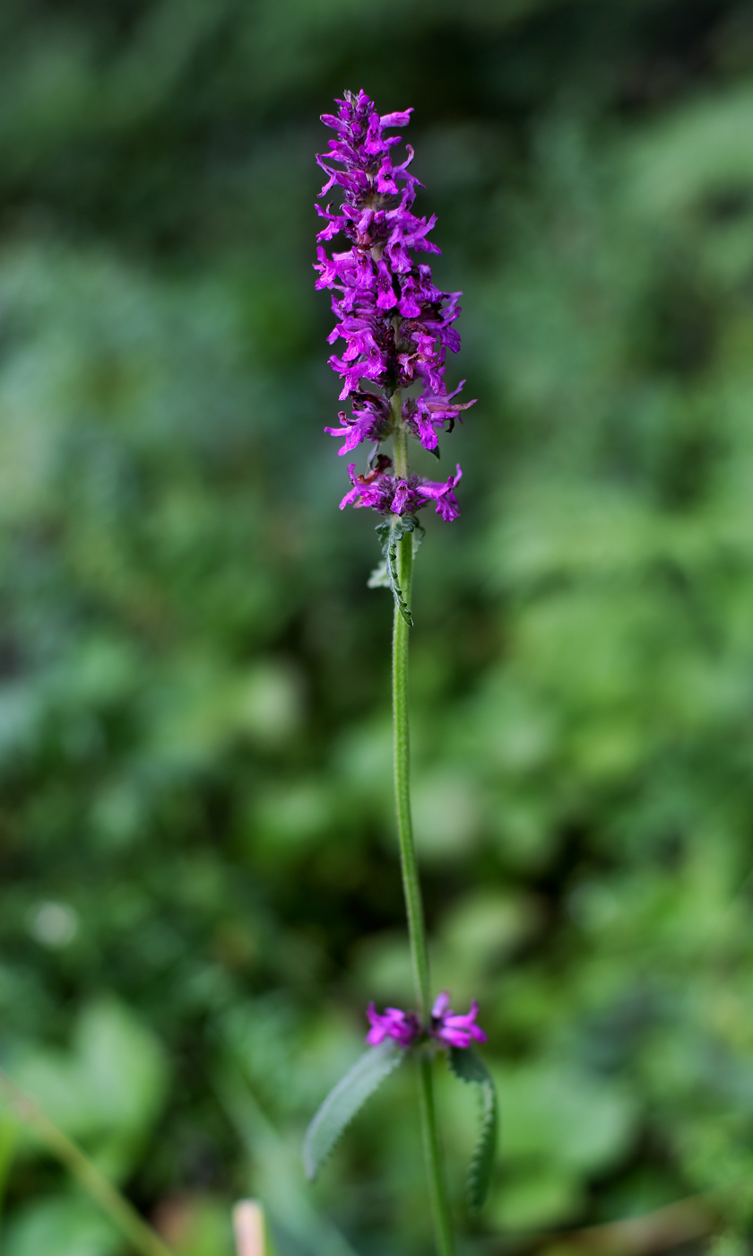 Image of Betonica officinalis specimen.