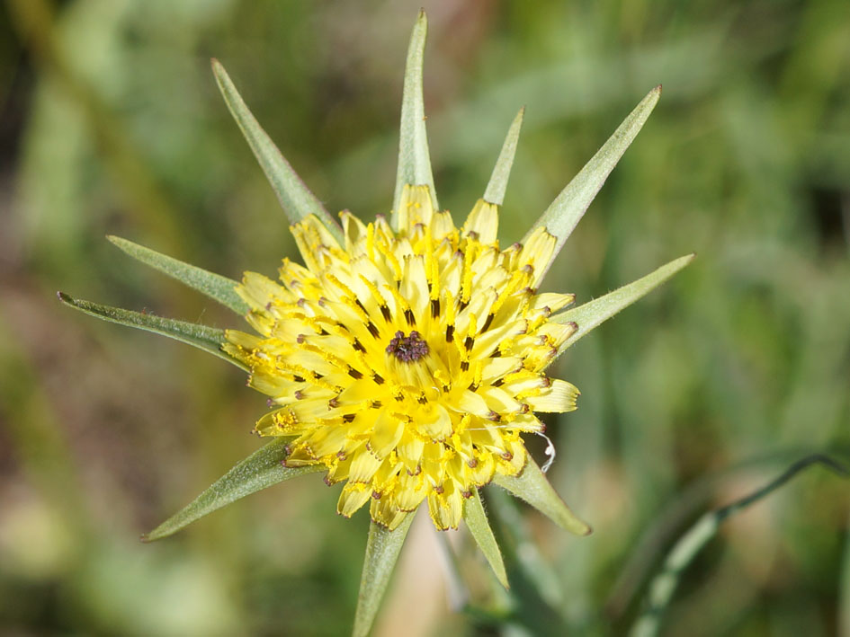 Изображение особи род Tragopogon.