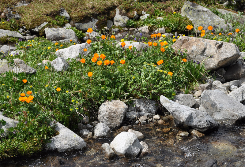 Изображение особи Trollius asiaticus.