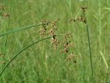 род Scirpus. Верхушки побегов с соплодиями. Иркутская обл., Иркутский р-н, окр. с. Смоленщина, сырой луг. 07.08.2015.