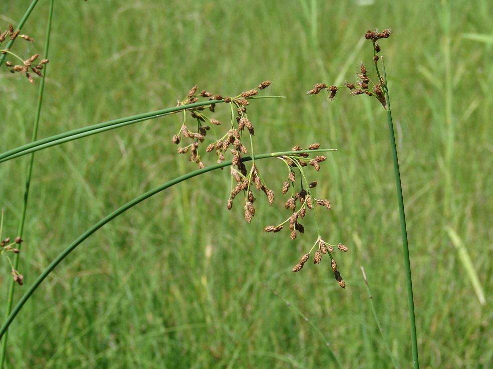 Изображение особи род Scirpus.