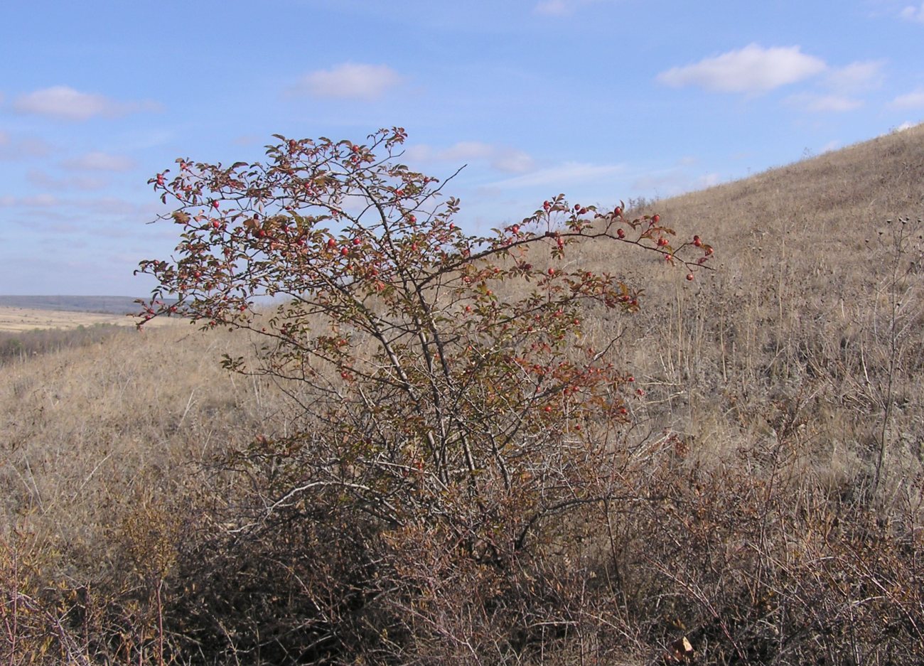 Изображение особи Rosa canina.