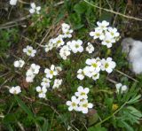 Saxifraga androsacea