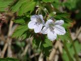 Geranium krylovii