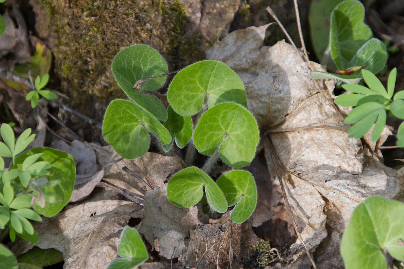 Изображение особи Asarum europaeum.