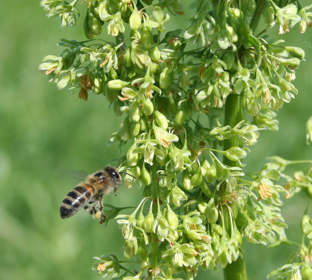 Изображение особи Rumex confertus.