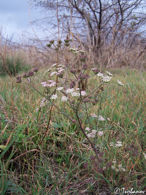 Image of Seseli arenarium specimen.