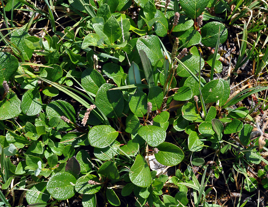 Image of Salix reticulata specimen.