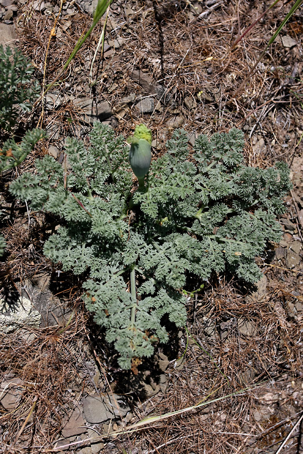 Изображение особи Ferula karataviensis.