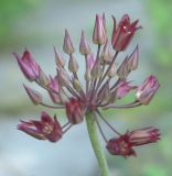 Allium kujukense. Соцветие. В культуре, Москва, 06.07.2007.