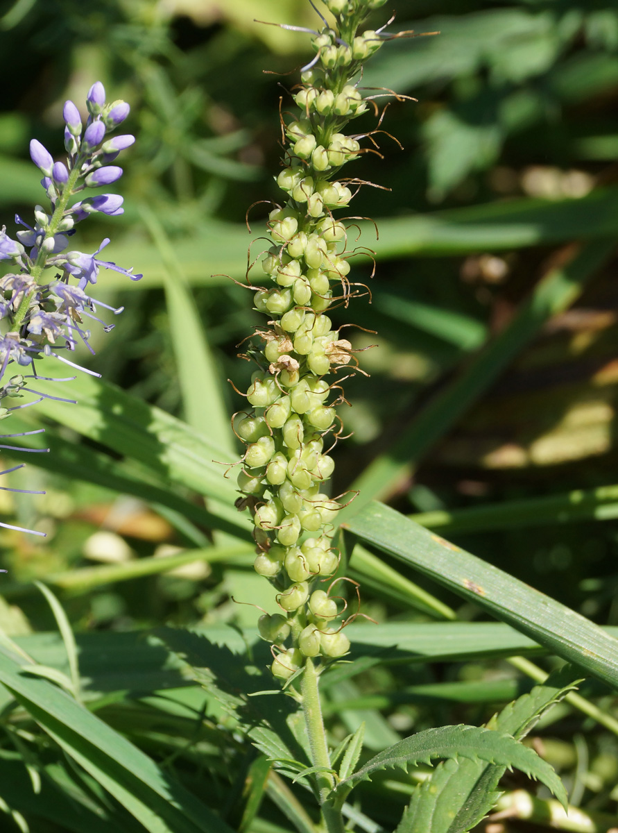 Image of Veronica longifolia specimen.