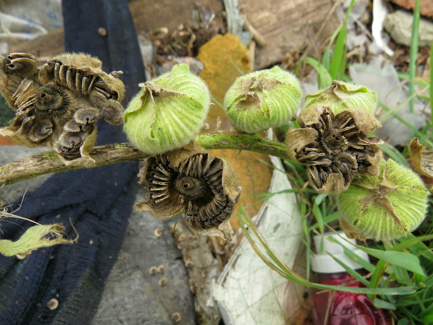 Image of Alcea rosea specimen.
