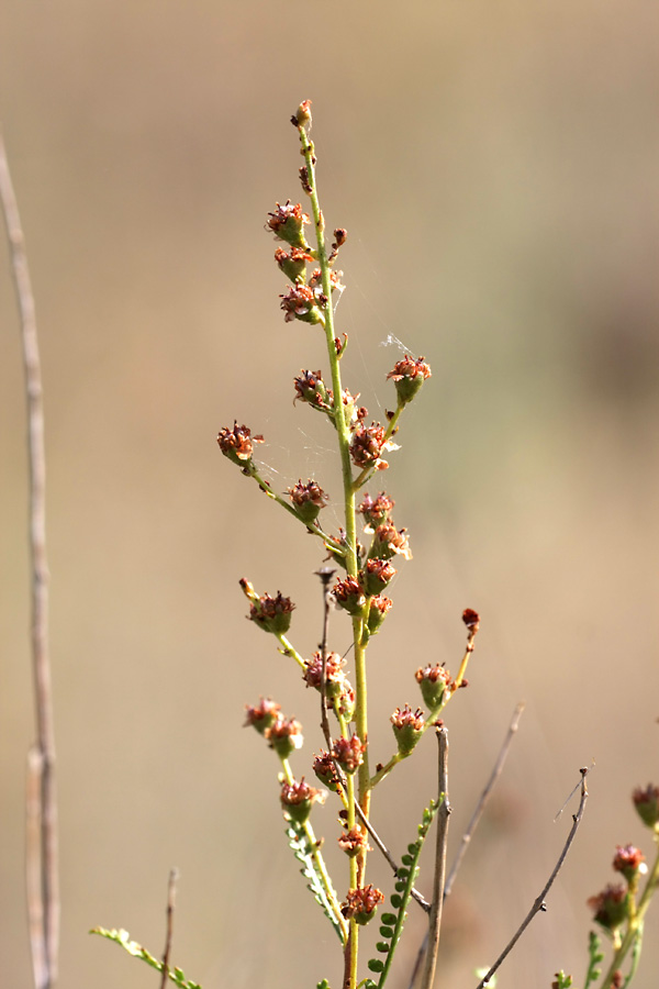 Image of Spiraeanthus schrenkianus specimen.