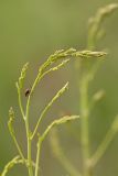 Asparagus officinalis