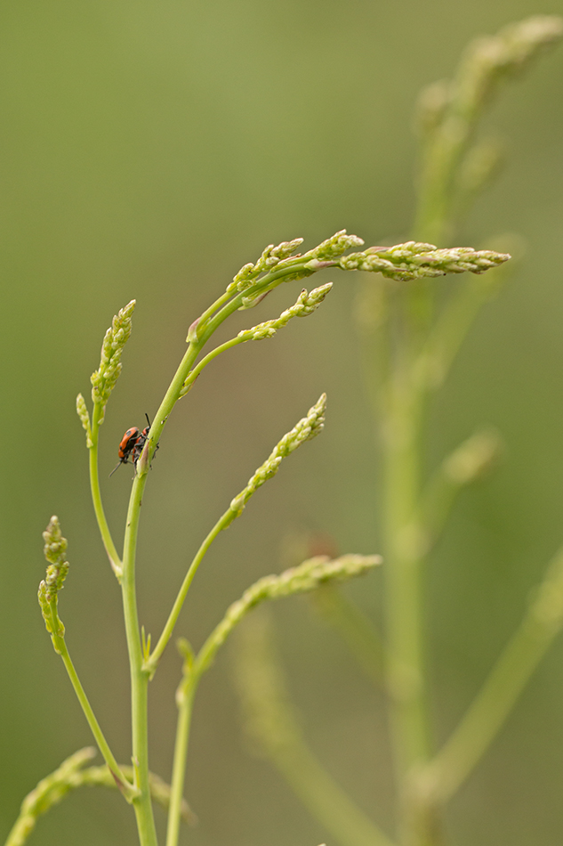 Image of Asparagus officinalis specimen.