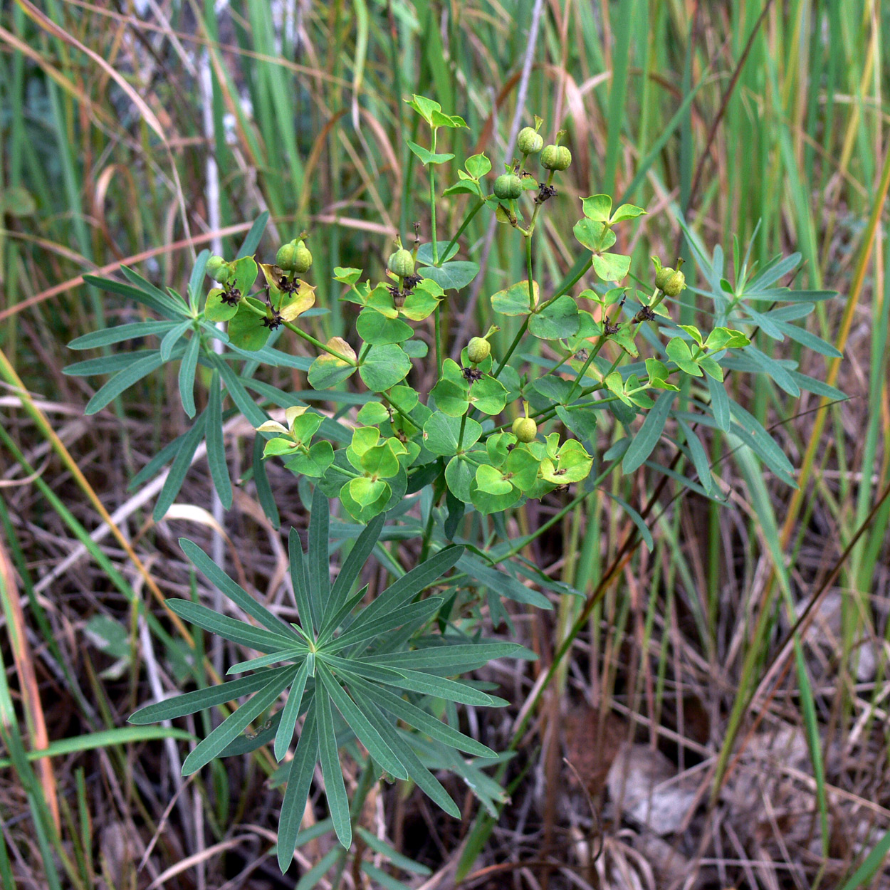 Изображение особи Euphorbia gmelinii.