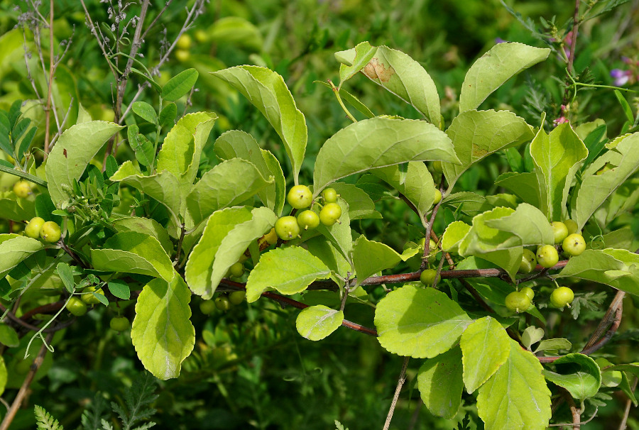 Изображение особи Celastrus orbiculata.