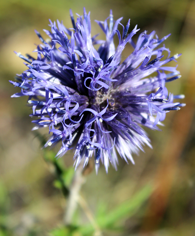 Изображение особи Echinops ruthenicus.