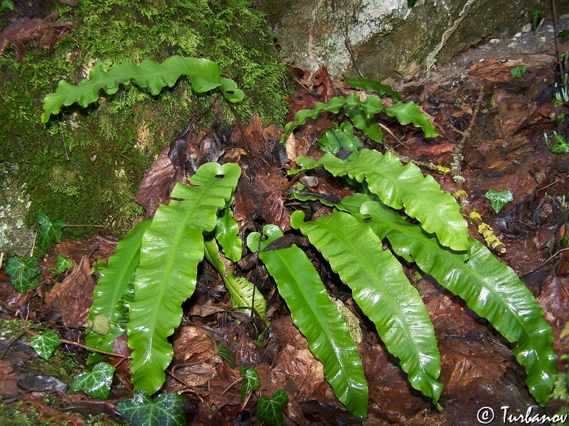 Image of Phyllitis scolopendrium specimen.