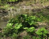 Petasites hybridus