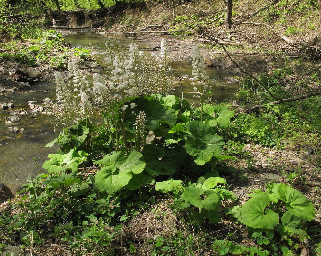 Image of Petasites hybridus specimen.