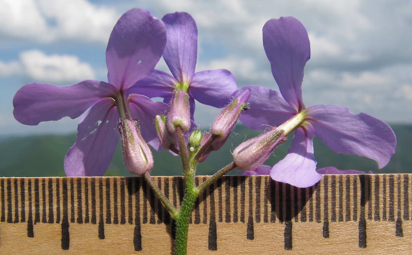 Image of Hesperis pseudocinerea specimen.