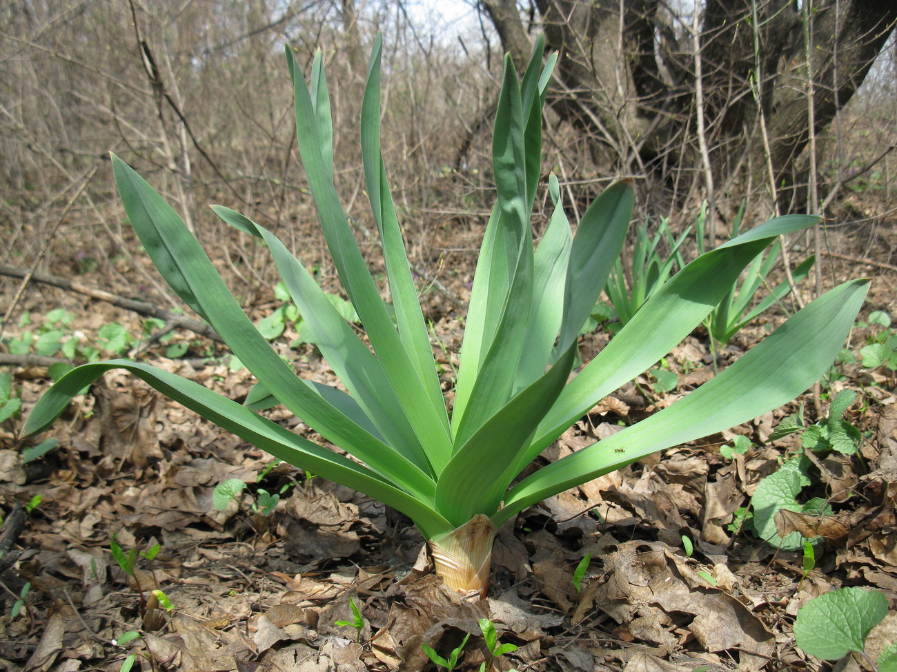 Image of Eremurus spectabilis specimen.