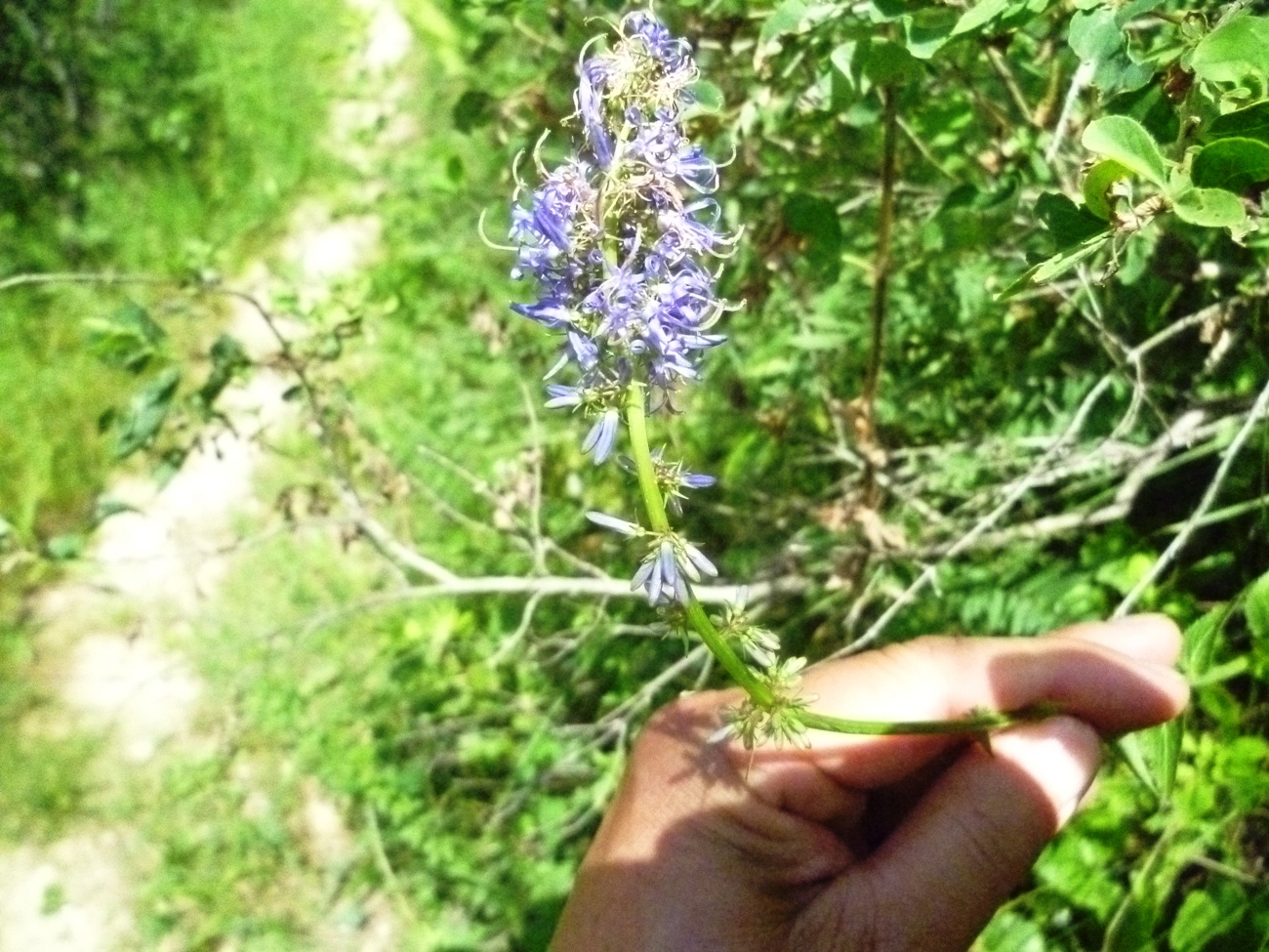 Image of Asyneuma argutum specimen.