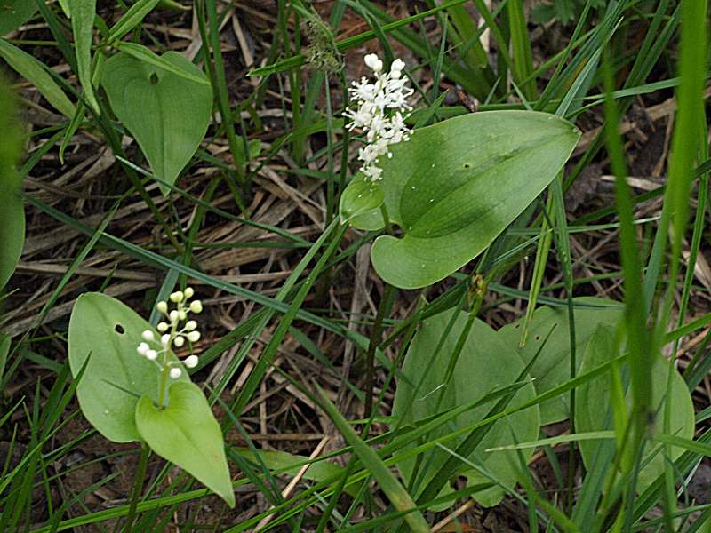 Изображение особи Maianthemum bifolium.