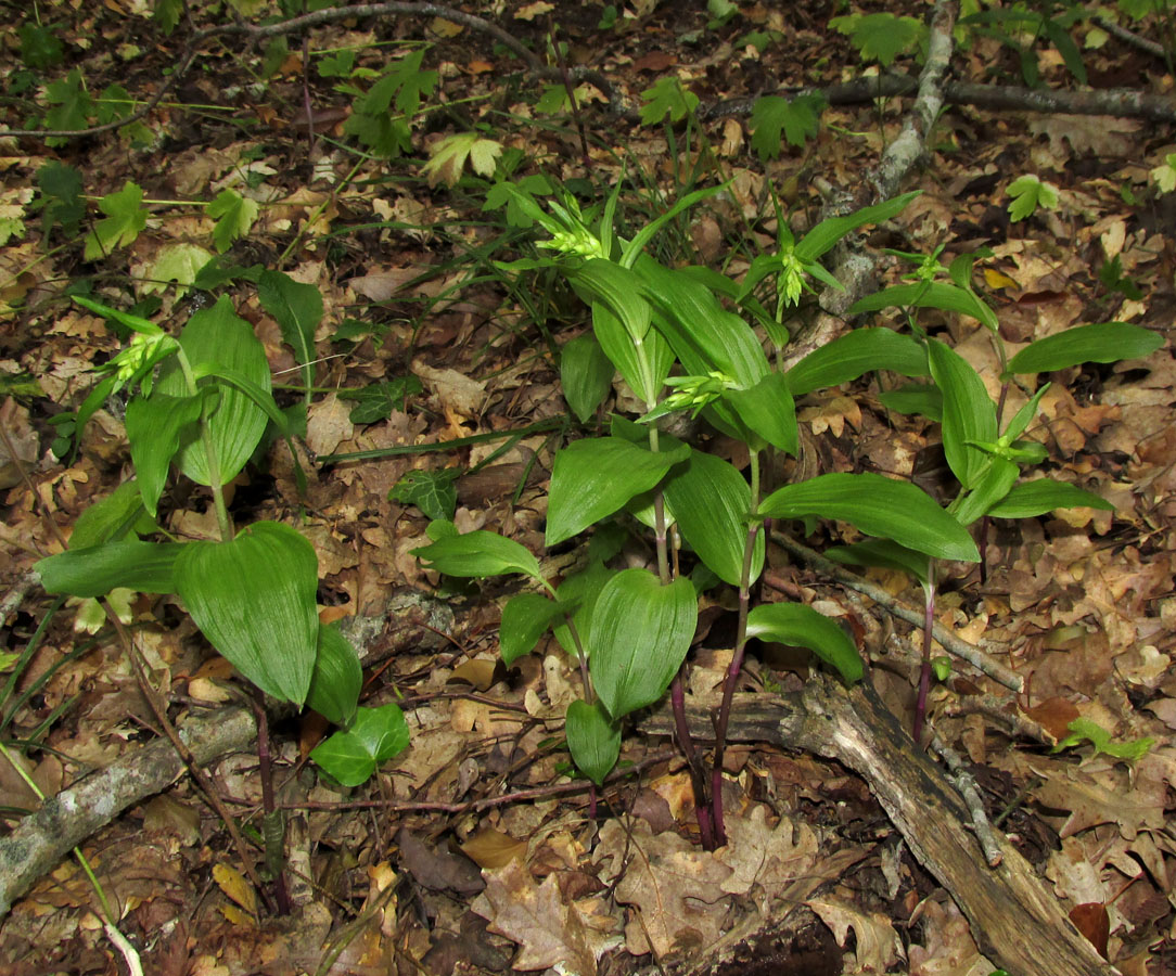Image of Epipactis leptochila specimen.