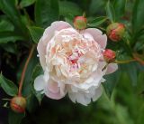 Paeonia lactiflora