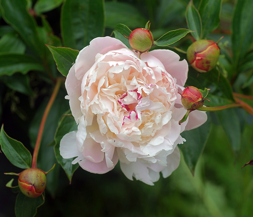 Image of Paeonia lactiflora specimen.